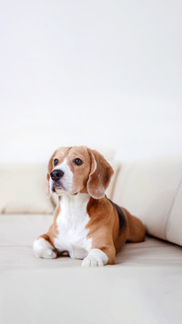 A Purebred beagle dog lying on white sofa in luxury room