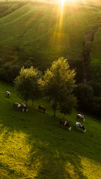 The cattle are grazing on the hillside