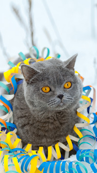 Popular short haired cat 37