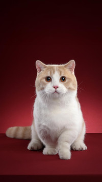 罕见的猫咪品种