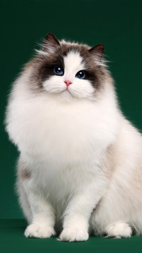 A ragdoll cat with a green background