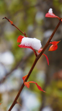 中央美术学院-孙语迟-参赛-叶上雪