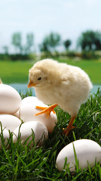 Chicks and eggs