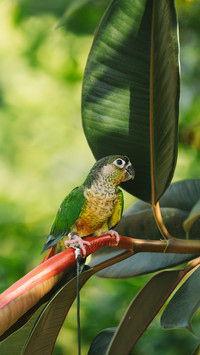 Parrot close up sun parrot