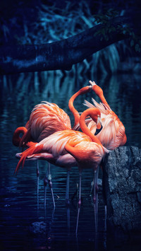 Exclusive flamingo in china