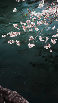 Fallen flowers and flowing water