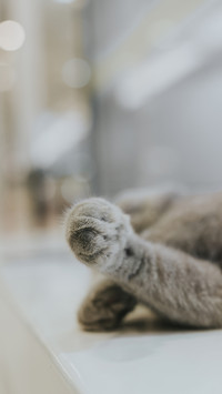 猫咪萌爪-【视觉中国】