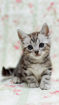 A little cat with a floral background