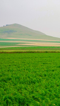 Mongolian grasslands