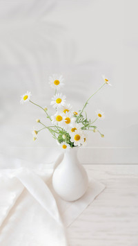Vase with Beautiful Chamomile Flowers
