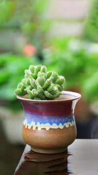 Succulent summer dress up show