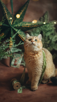 Cute pet-16