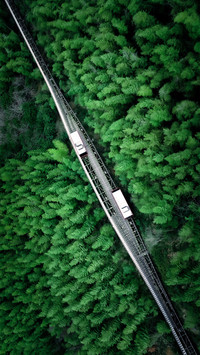 Nanshan bamboo sea