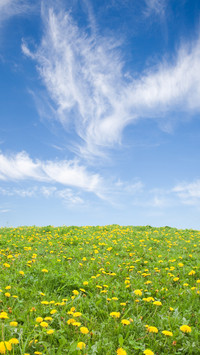 Green Grass And Blue Sky