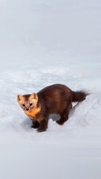 Sable foraging in winter forest