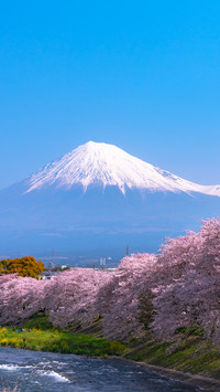 Cherry blossoms in splendor
