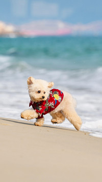Lets take a look at the timid dogs
