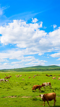 The cattle are grazing on the grassland