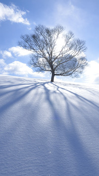 有一种雪叫北海道