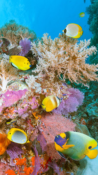 纯净的海边乌托邦