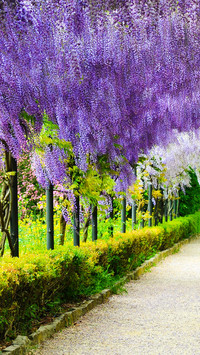 紫藤花比樱花更迷人
