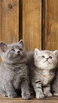 圆滚滚的英国短毛猫