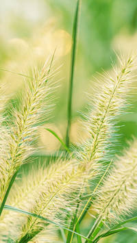 Foxtail grass in the backlight