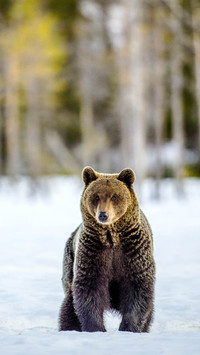 Bear in the snow-covered field. Brown bear in winter forest