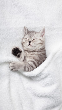 A Cute Scottish Kitten Sleeps On A White Blanket