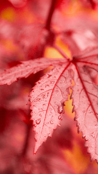 How to shoot macro lens 30