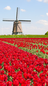 Windmill