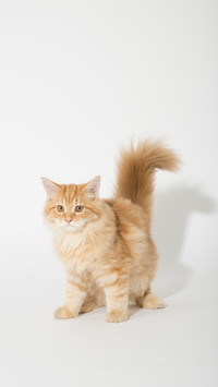 Five Months Old Persian Kitten isolated on White Background