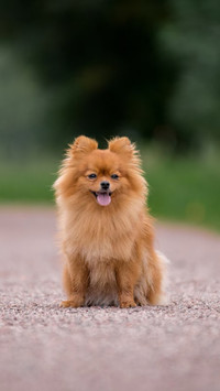 Happy Pomeranian, Tongue Out on Nature's Green Path