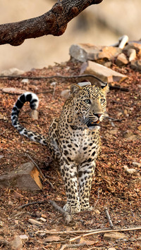 Endangered animals worldwide 13