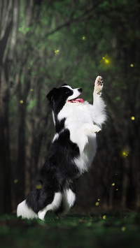 牧羊犬要怎么训练