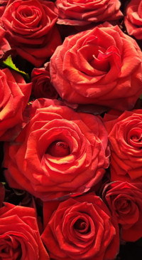 Red Roses (11)