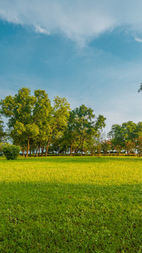 Among the grass and trees at dusk on beihai silver beach