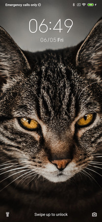 BrownCat_3MDS