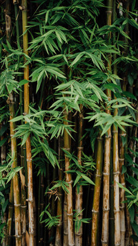 傲立迎新春的岁寒三友