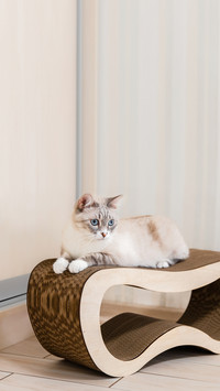 Home life with a pet. Cat inside