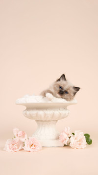 The color changing secret of siamese cats