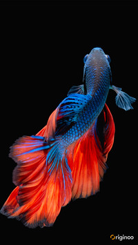 fish (1)