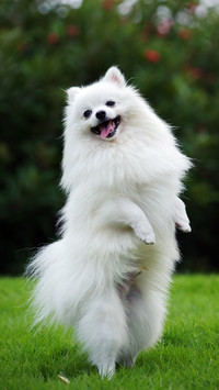博美犬为何讨人喜欢