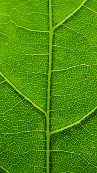 Green eye protection wallpaper