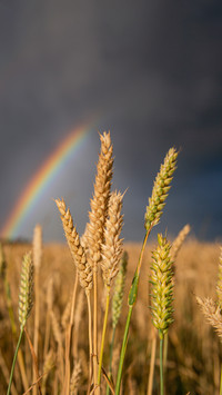 A bright rainbow and a dark