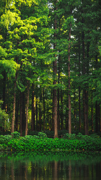 Quiet metasequoia forest 2