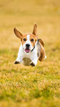 Does your dog exercise enough 63