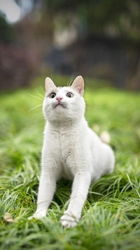 猫咪的抓咬行为