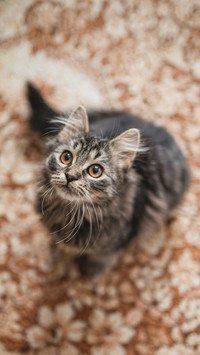 Cute Kitty with beautiful orange eyes