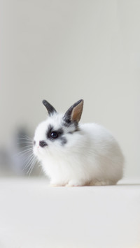 Cute baby bunny (white with black spots)